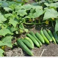 دوسه نفر برای چیدن خیار توافقی یا درصدی