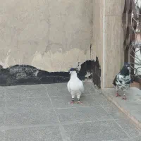 کفتر نر ماده سالم