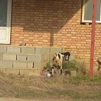 تعدادی بزغاله نر و ماده و ی بره نر|حیوانات مزرعه|گنبد کاووس, |دیوار