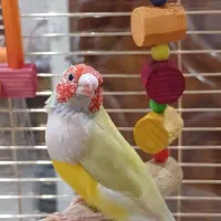 فنچ گلدین نر جوان