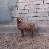 بره نره