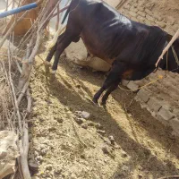 فروش گاو و گوساله