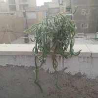 کاکتوس ماری|گل و گیاه طبیعی|تهران, بهارستان|دیوار
