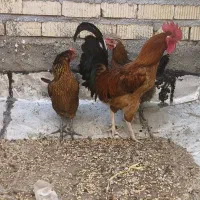 مرغ خروس محلی|حیوانات مزرعه|شیراز, سلطان آباد|دیوار