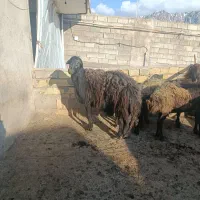قوچ ۳ ساله