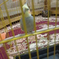 عروس هلندی|پرنده|یزد, |دیوار