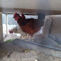 خروس محلی جوان بشرط