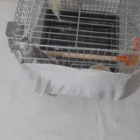 عروس هلندی مولد