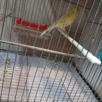 قناری|پرنده|قم, هفت تیر|دیوار