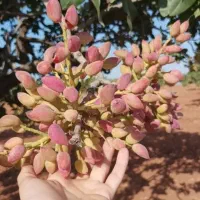 صنوبر اصل|خدمات باغبانی و درختکاری|کاشان, عربها|دیوار