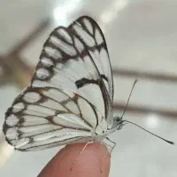 دبیر تدریس میکنم