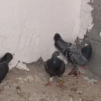 کبوتر آلمانی  قره پلاکی  سبز پولکی  زاغ