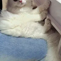 جفت گیری نر