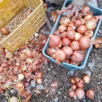 پیاز زرد|خوردنی و آشامیدنی|آشخانه, |دیوار