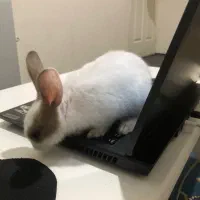 بچه خرگوش مینیاتوری