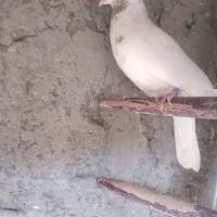 سلام ماهرو وکله دم بور عالی وپرشی