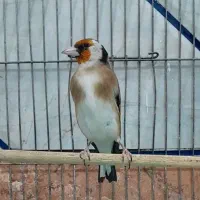 دو عدد سهره بلند و درشت جفتی در رزن|پرنده|رزن, |دیوار