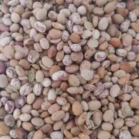 200کیلو لوبیا چیتی آشی