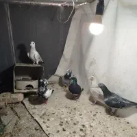 کبوتر سبز پلنگ