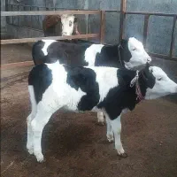 خرید و فروش گوساله|حیوانات مزرعه|بندر ترکمن, |دیوار