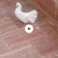 کبوتر چتری ( گردن لرزان)