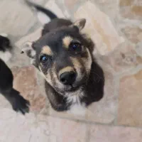 توله هاسکــی