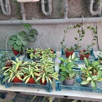 گلخانه آسوریک - انواع گیاه هویا و گل های آپارتمانی