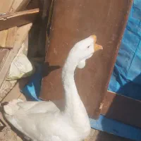 قوقاز|حیوانات مزرعه|گرگان, |دیوار