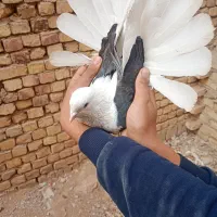 نردوکت سیاه موشپابلندکشیده قدیمی تهرانی