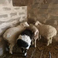 گوسفند نرگوزلی خوش گوشت|حیوانات مزرعه|تربتحیدریه, پائین ولایت|دیوار