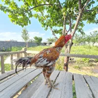 لاری اصل ابرش افغانی