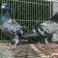 کبوتر مسافتی|پرنده|شاندرمن, |دیوار