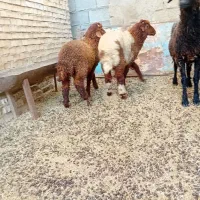بره گوسفند نر ۲ عدد دونه ۱۶