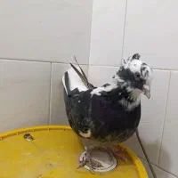 کبوترشاپر|پرنده|چرداول, |دیوار