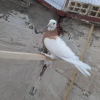 فروش انواع کبوتر ها