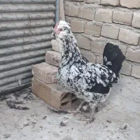 تخم مرغ گلین|حیوانات مزرعه|سبزوار, هویزه|دیوار