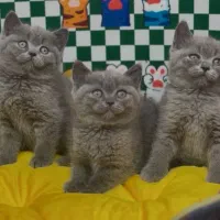 British Scottish|گربه|تهران, تهرانسر مرکزی|دیوار