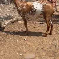 وارداتی ناب|حیوانات مزرعه|بروجن, |دیوار