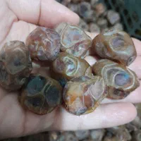 خوشمزه شیرین|حراج|سنندج, |دیوار