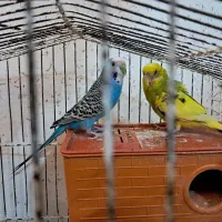 مرغ عشق|پرنده|اصفهان, سنبلستان|دیوار