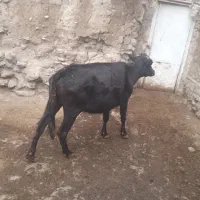 دوعدد گاو گوساله بزرگ ماده زایمان هستی|حیوانات مزرعه|کلیبر, |دیوار