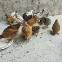 جوجه دو ماهه