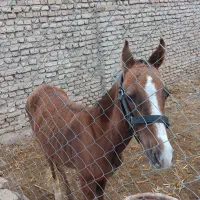 کره اسب نریون