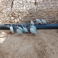 پرنده