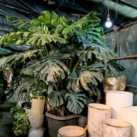 گیاه برگ انجیری فوق لوکس