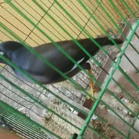 مینا|پرنده|هیرمند, |دیوار