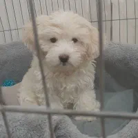 سگ شیتزو دوماهه