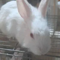خرگوش ناز نازی