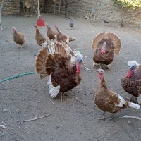 بوقلمون نر ماده بوربورو،مرغ،خروس و جوجه پلیمود