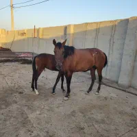 اسب ماده
